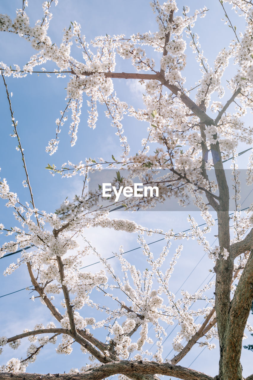 LOW ANGLE VIEW OF TREE AGAINST SKY DURING WINTER