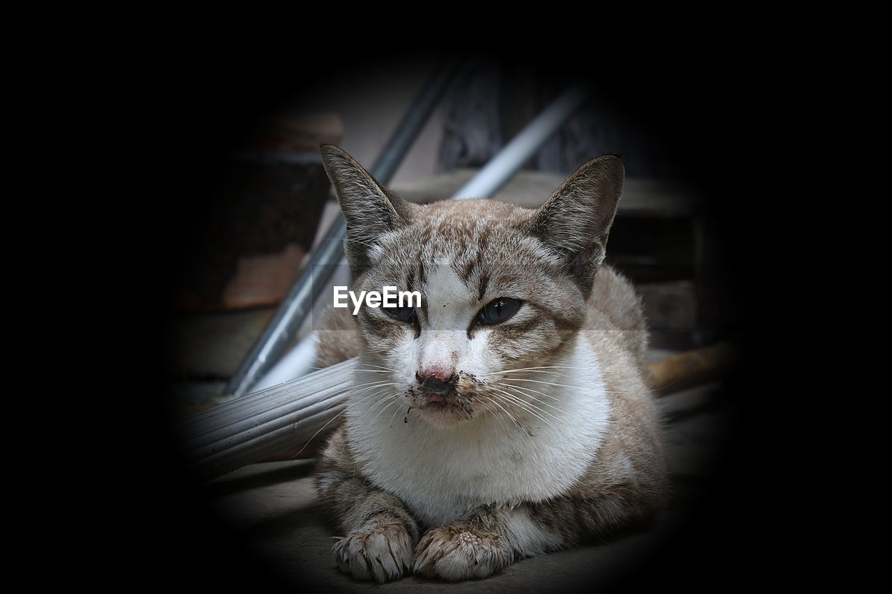 CLOSE-UP PORTRAIT OF CAT WITH EYES CLOSED