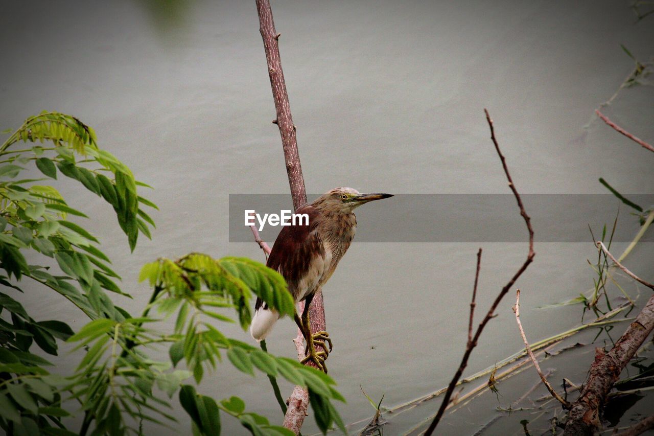 Close-up of bird perching on plant against lake