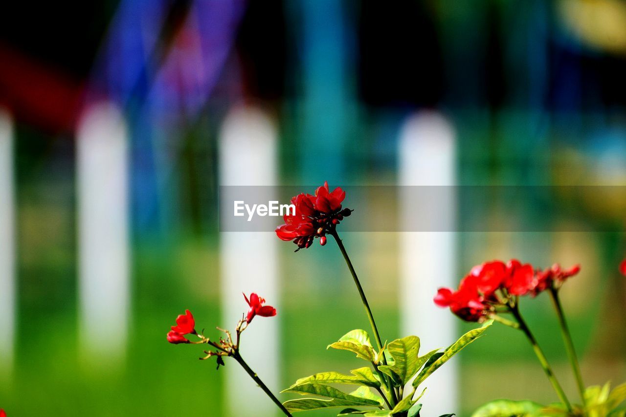 Close-up of red flowers blooming outdoors