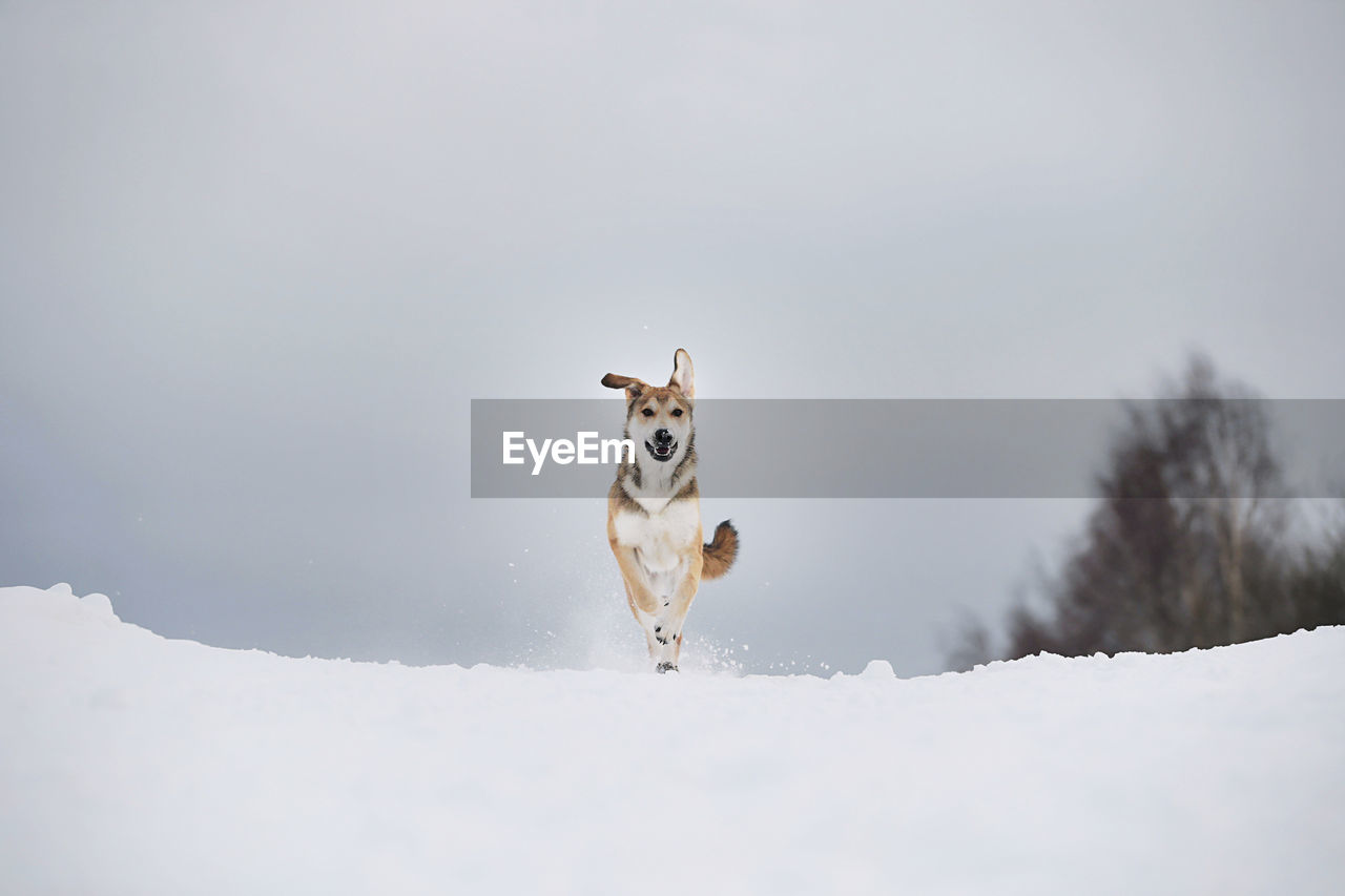 Dog running on snow covered land