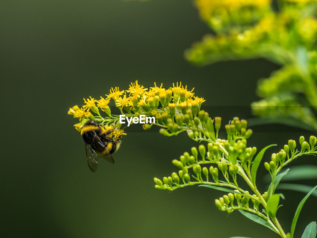 Close-up of bee pollinating on flower