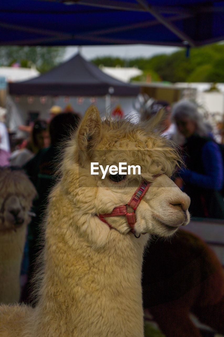 animal themes, mammal, animal, camel, domestic animals, alpaca, pet, focus on foreground, one animal, livestock, llama, close-up, animal body part, market, animal head, animal wildlife, arabian camel, day, agriculture, outdoors, working animal