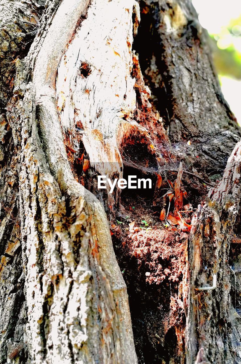 CLOSE-UP OF TREE TRUNK