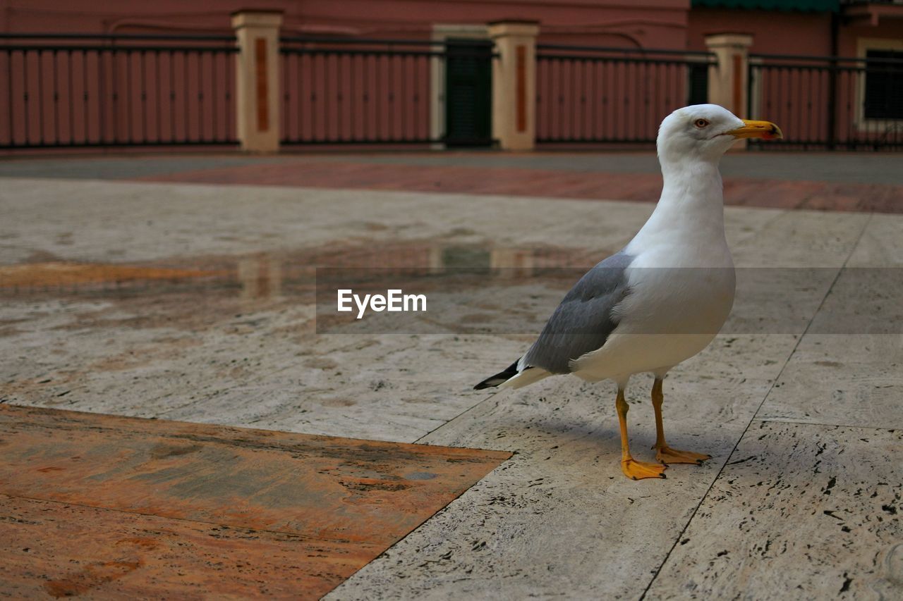 Close-up of seagull perching on wall