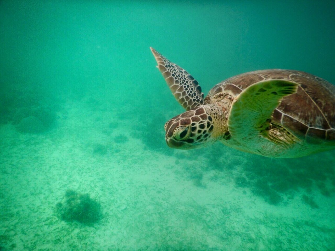 Green turtle swimming in sea