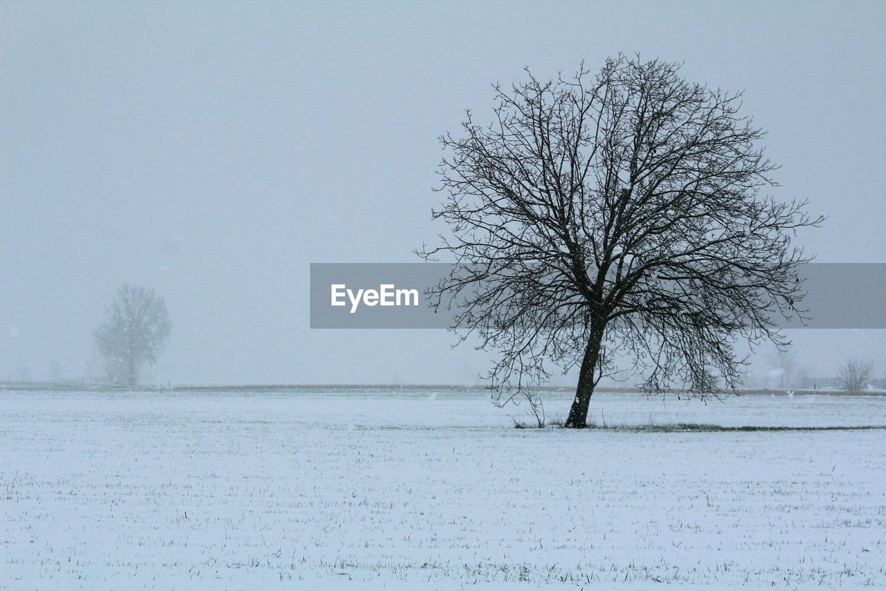 Bare tree on snow covered landscape against clear sky