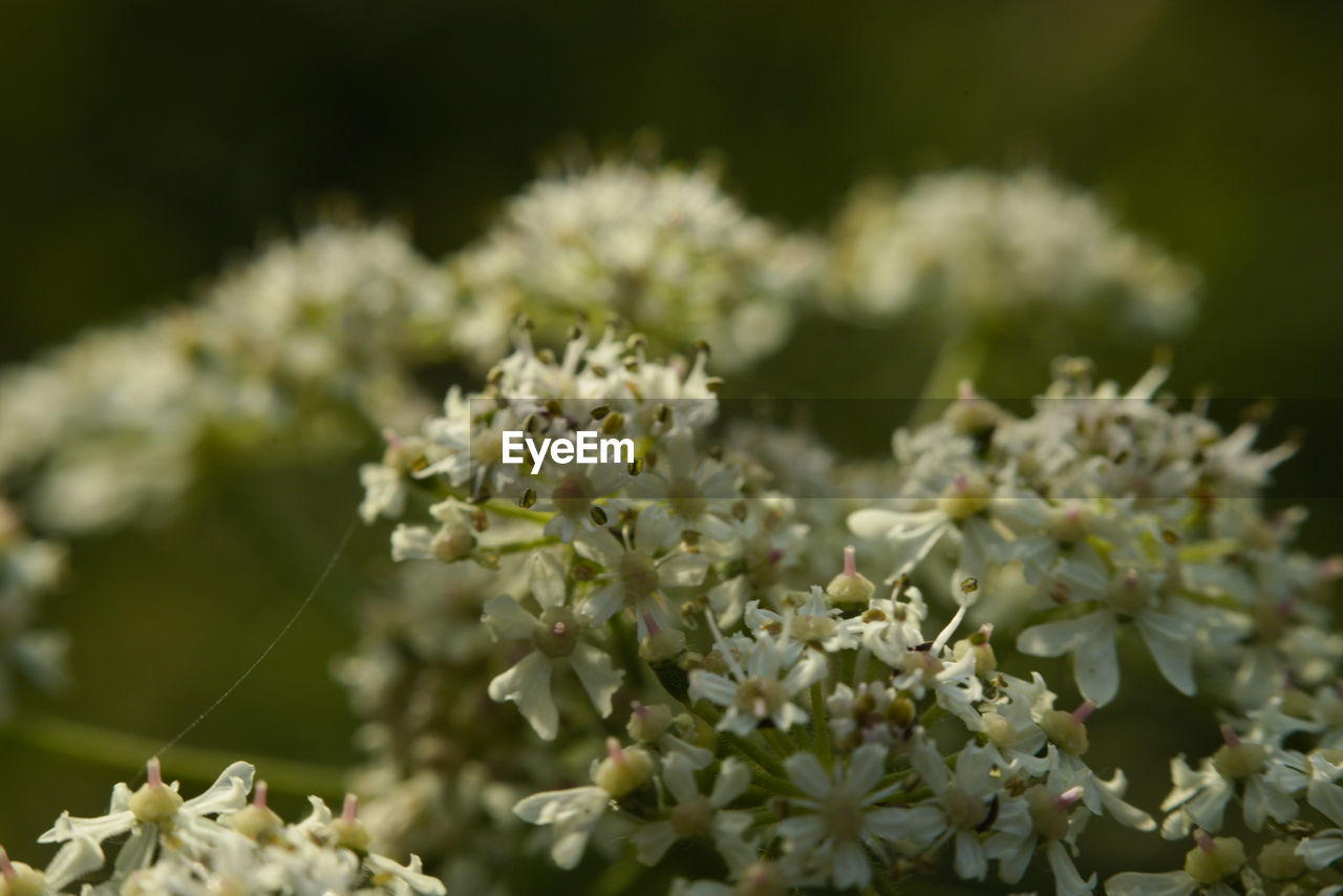 CLOSE-UP OF WHITE FLOWERS