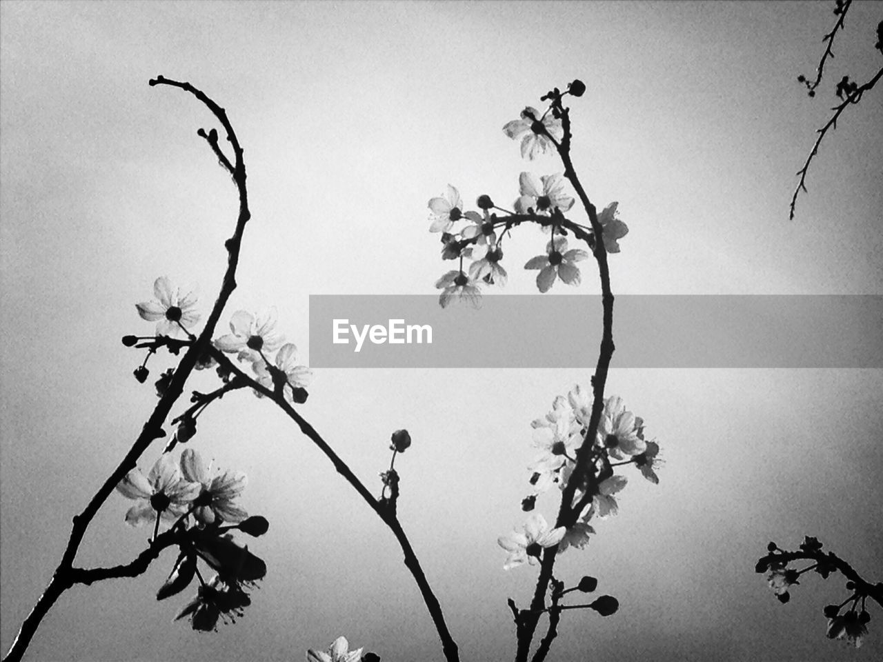 Flowers blooming on tree