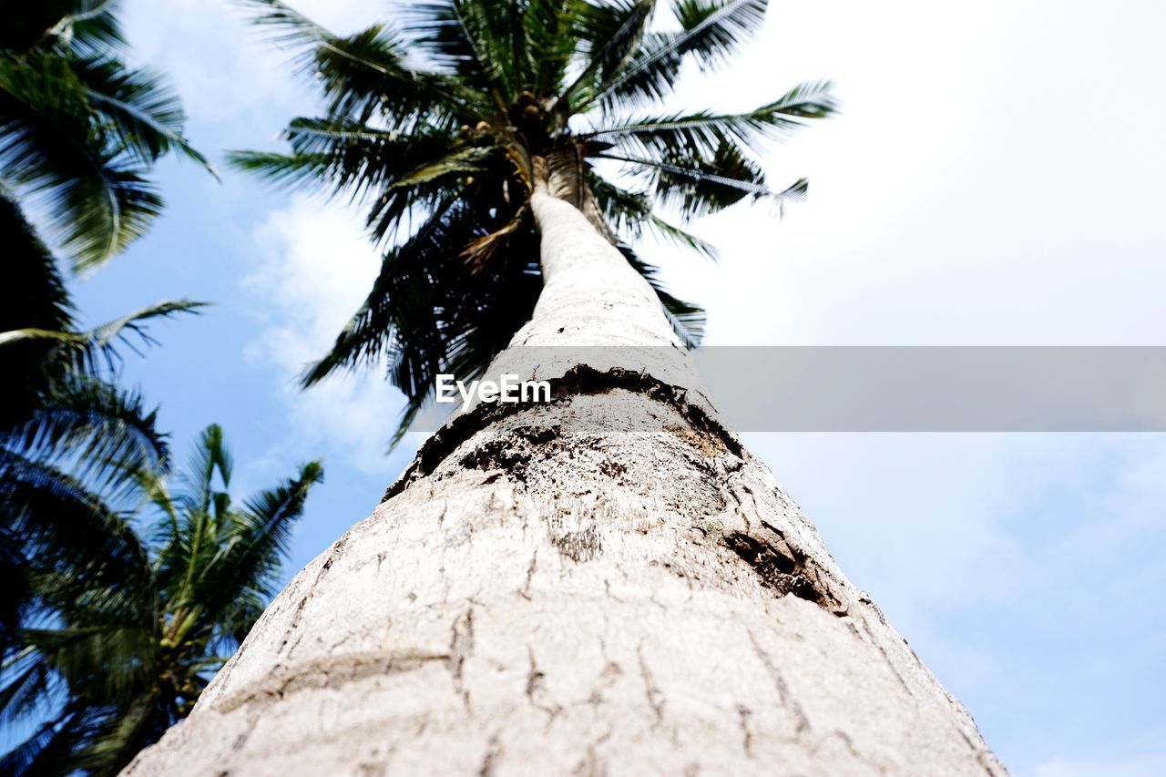 CLOSE-UP OF PALM TREE AGAINST SKY