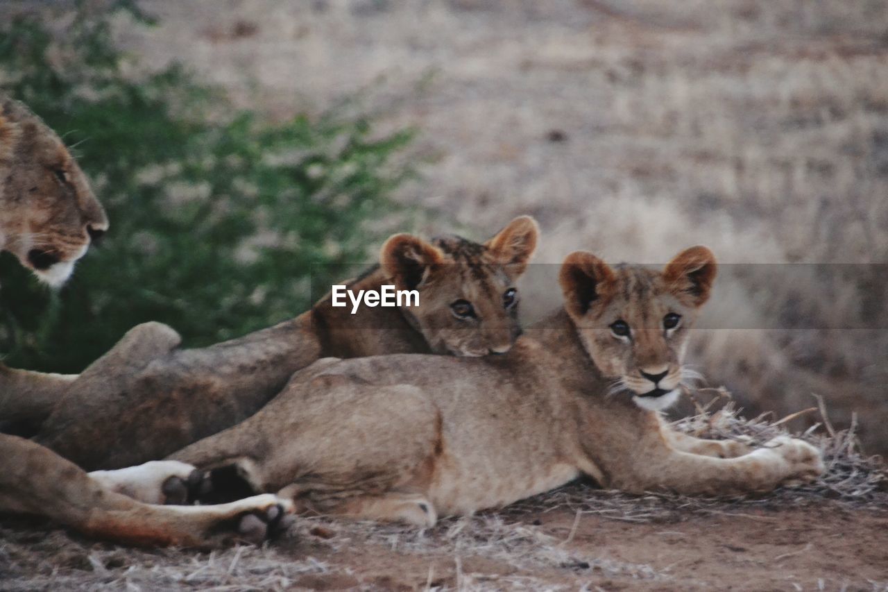 Portrait of lion cubs sitting on field