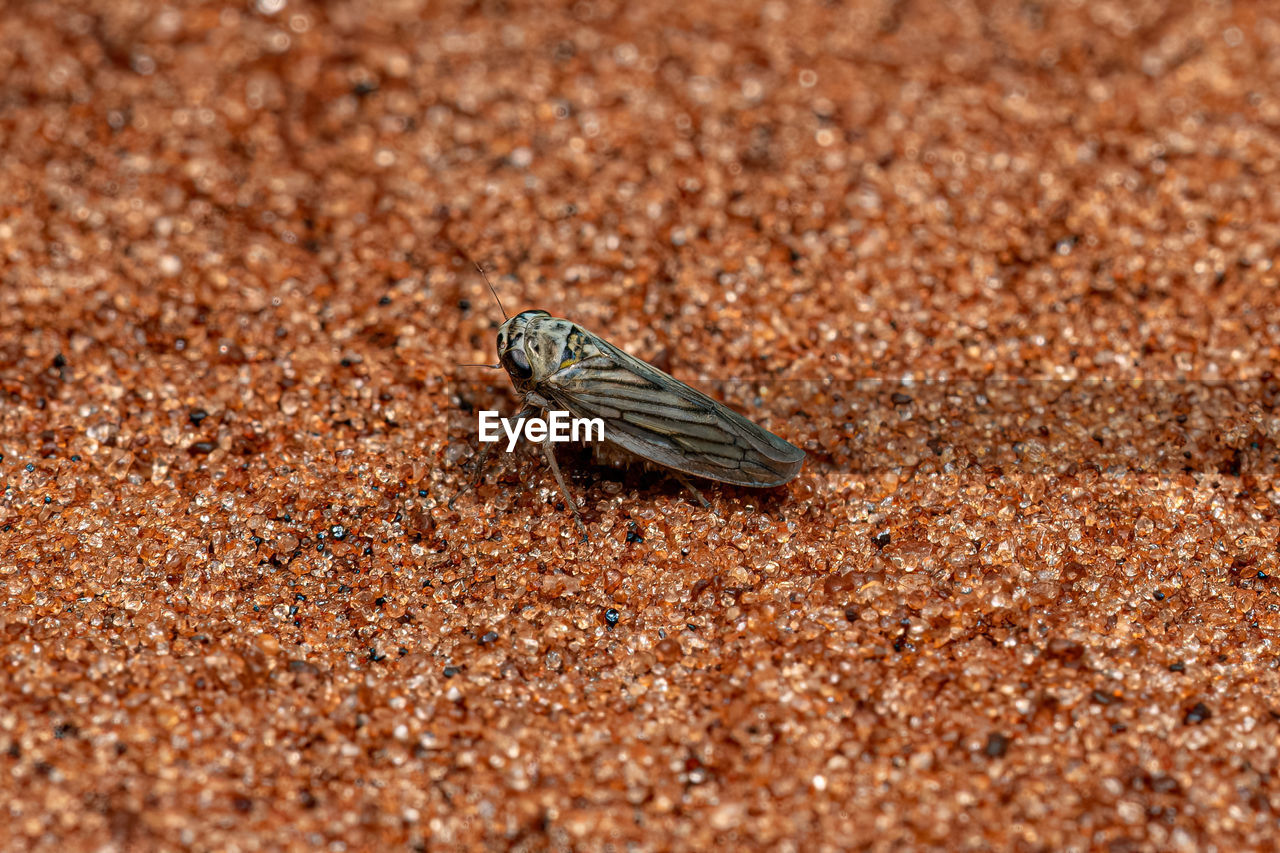 animal wildlife, animal themes, animal, wildlife, one animal, close-up, insect, macro photography, soil, land, nature, no people, day, animal wing, outdoors, selective focus, leaf, sand, brown