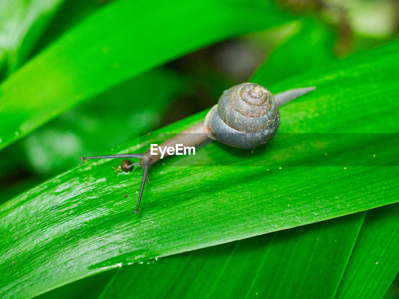 CLOSE-UP OF SNAIL ON PLANT