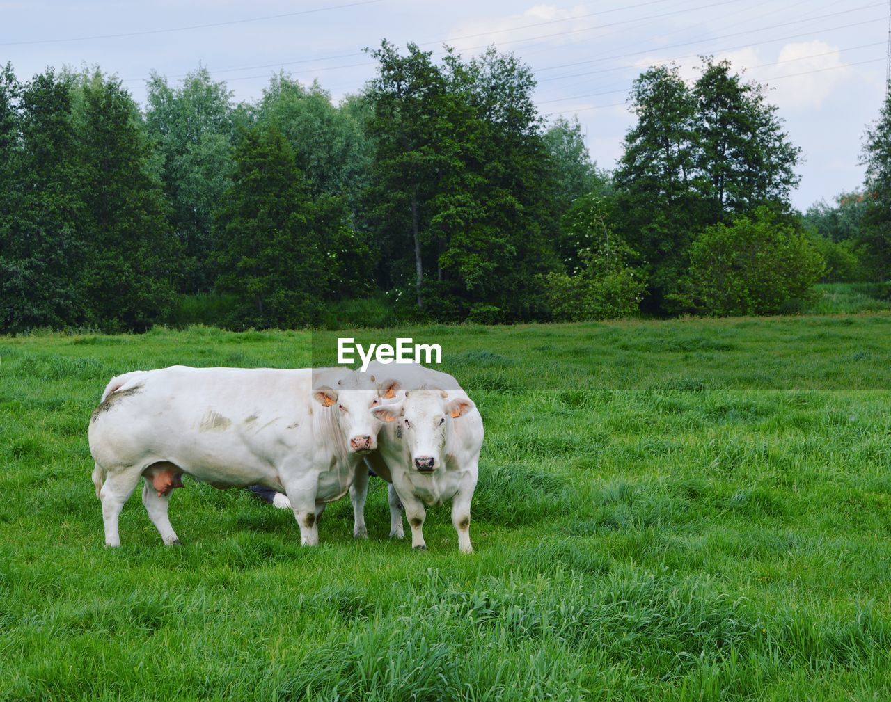 COWS ON A FIELD