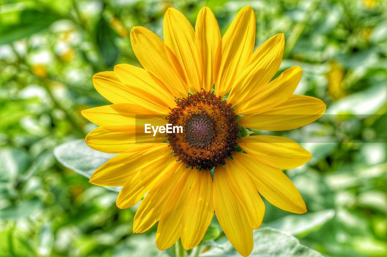 Close-up of yellow flower blooming in park