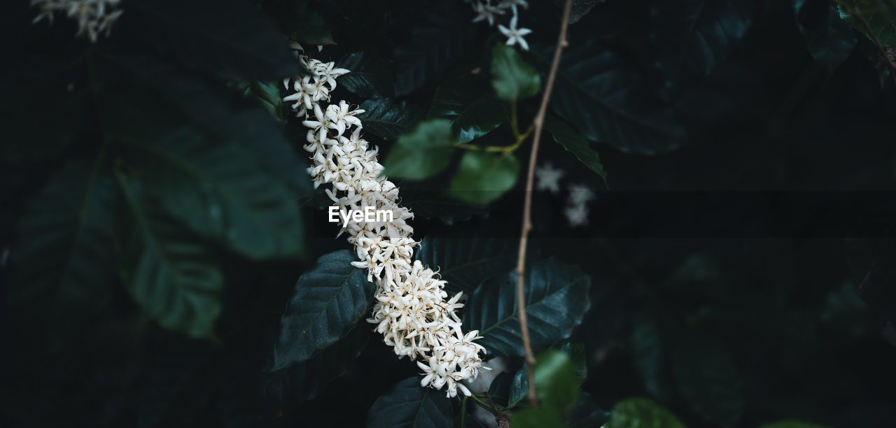 Close-up of flowering plant