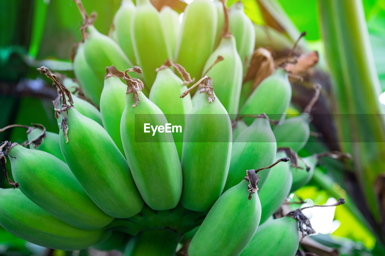 CLOSE-UP OF FRESH GREEN PLANT