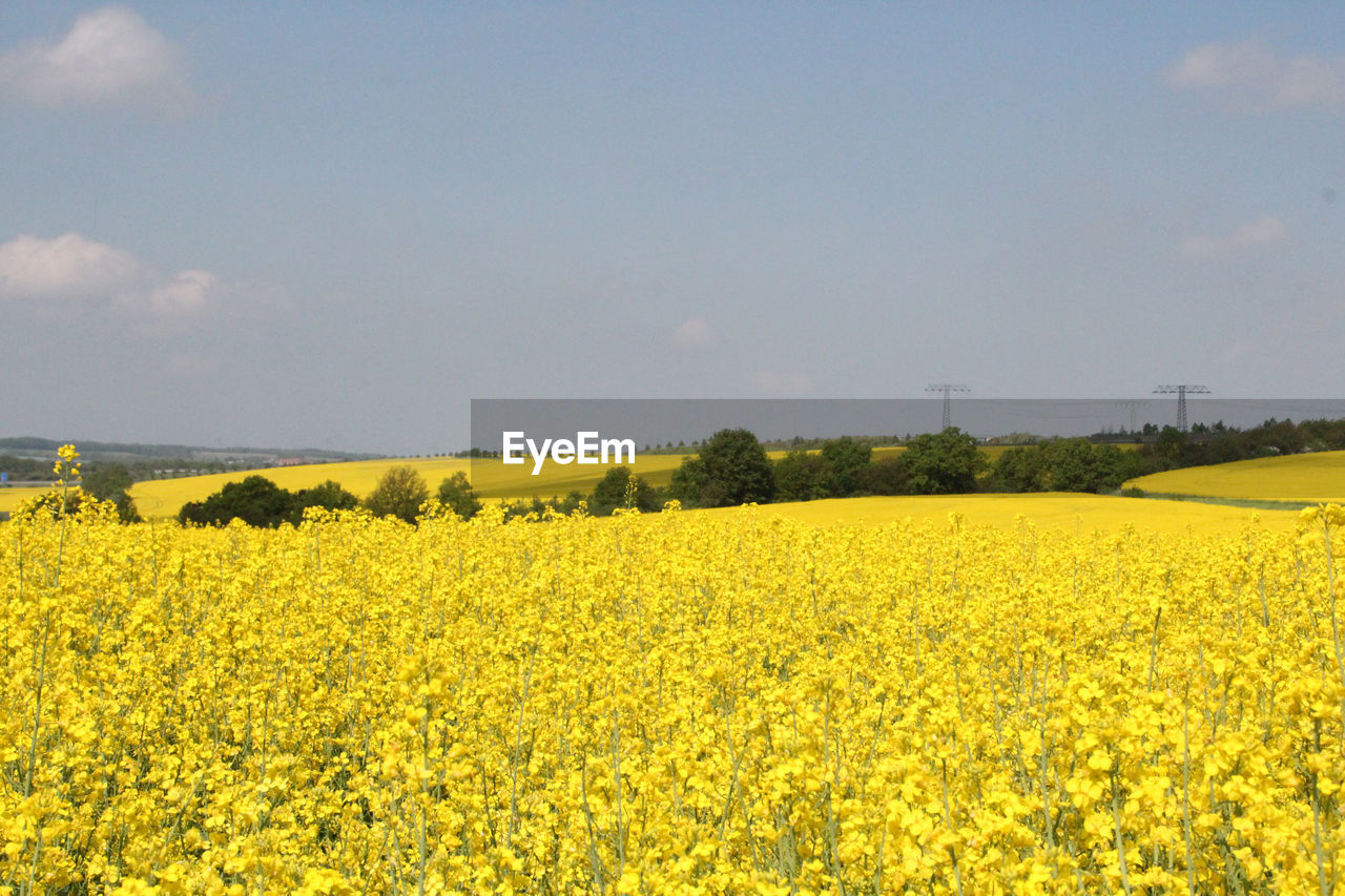View of yellow flowers in field