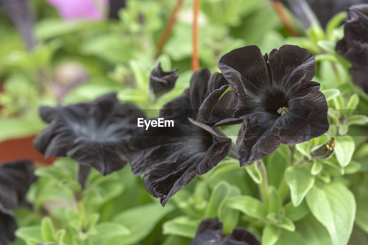 CLOSE-UP OF BLACK AND WHITE FLOWER