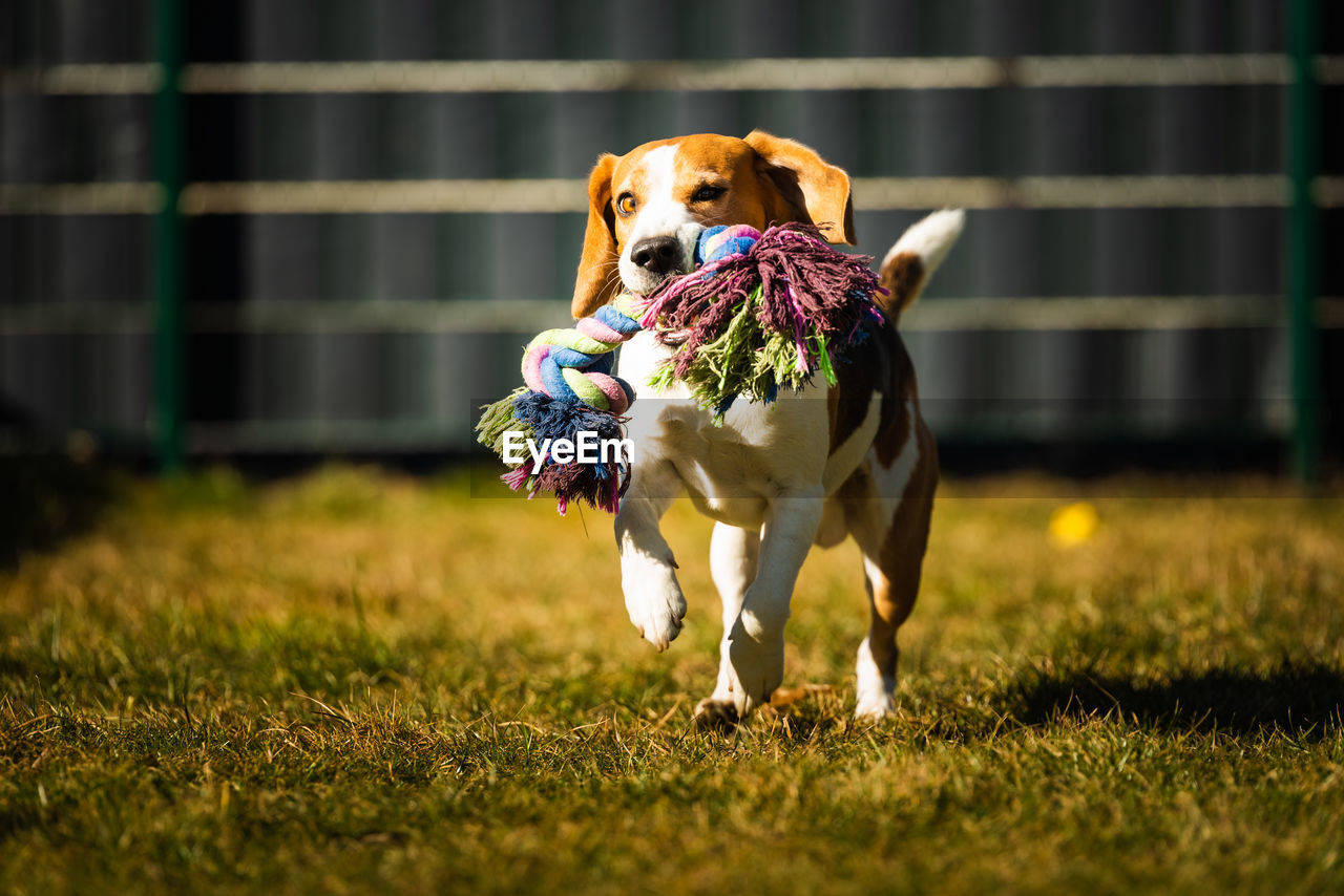 Beagle dog runs in garden towards the camera with colorful toy. sunny day dog fetching a toy.