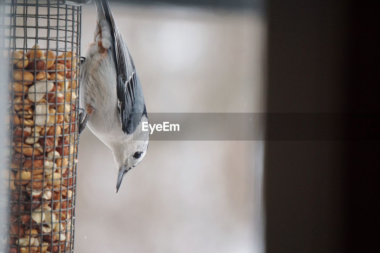 Close-up of bird perching on feeder