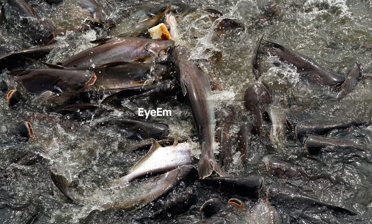 High angle view of fish competing for food in water