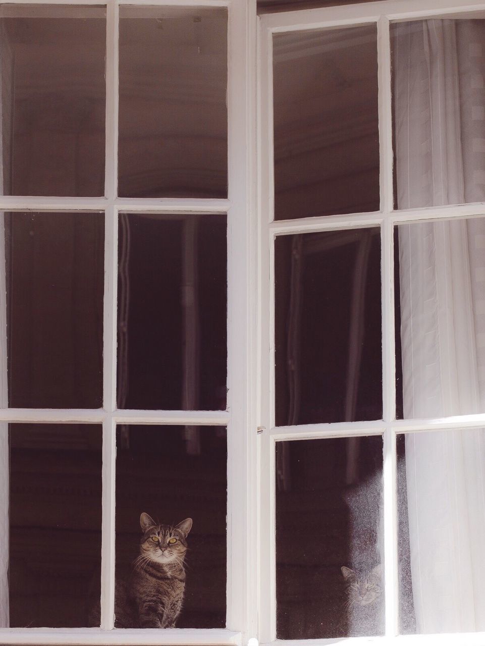 Cat looking through closed window