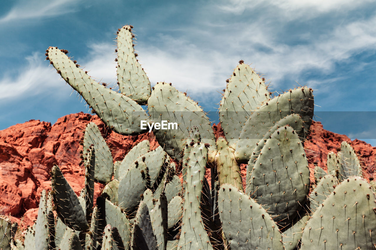 Close-up of cactus plant against cloudy sky during sunny day