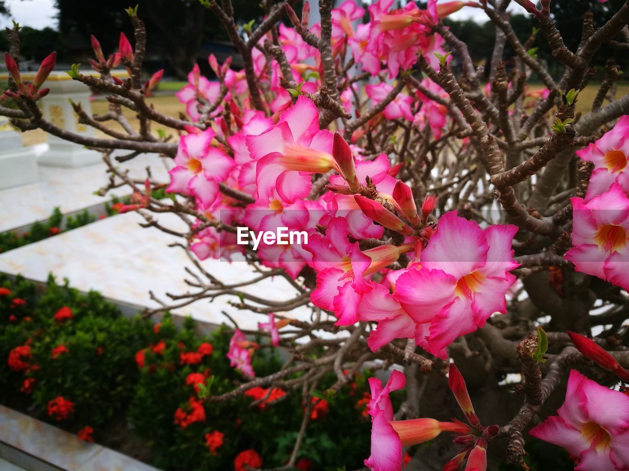 CLOSE-UP OF PINK FLOWERS