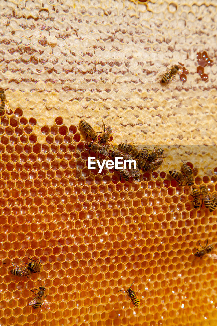 honeycomb, pattern, bee, insect, beehive, apiculture, honey bee, yellow, wildlife, animal, animal themes, animal wildlife, pollen, group of animals, close-up, large group of animals, no people, full frame, honey, backgrounds, beauty in nature, amber, apiary, nature, textured