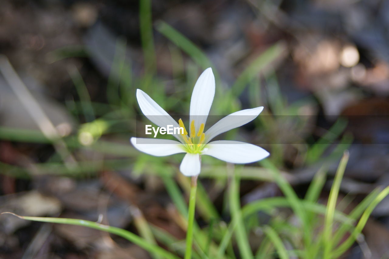 Close-up of white crocus flower