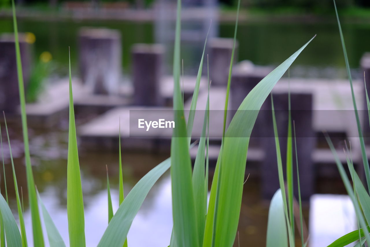 Close-up of grass