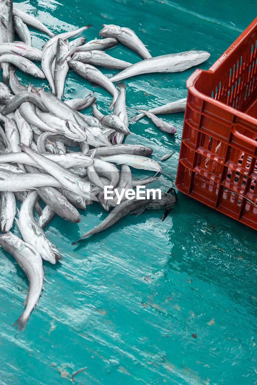 High angle view of fish on wet boat deck