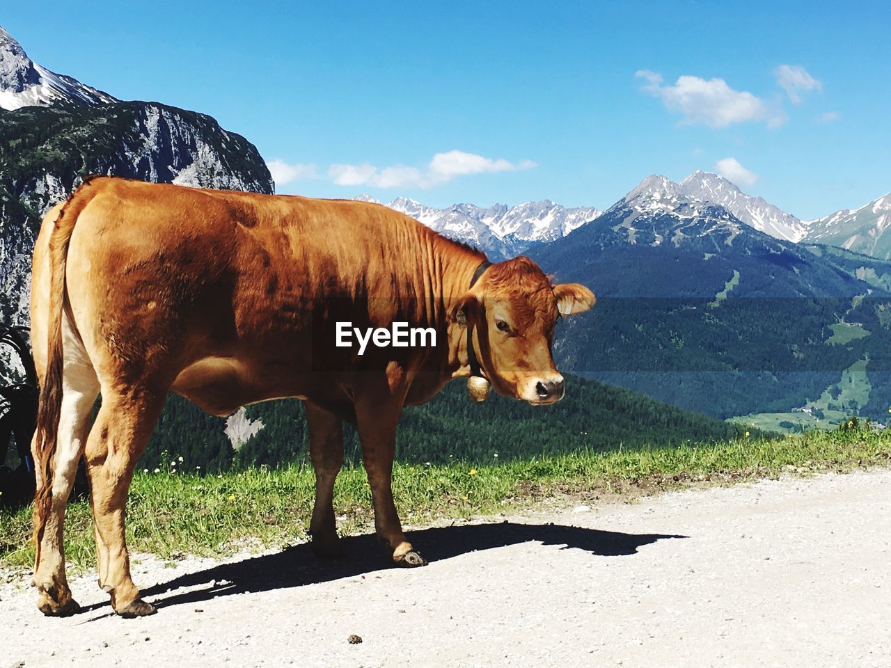 Cow standing on dirt road against mountains during sunny day