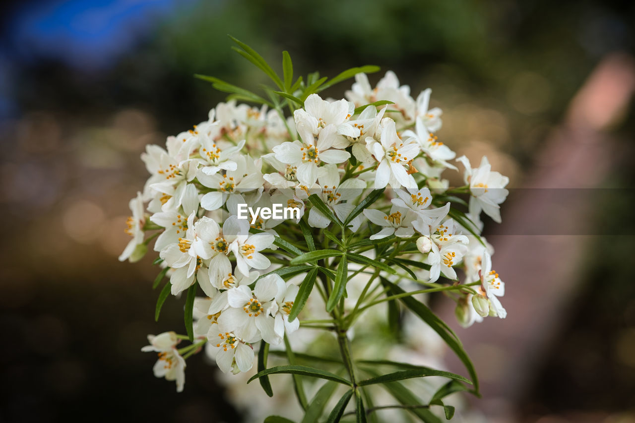 plant, flower, flowering plant, beauty in nature, freshness, blossom, nature, white, close-up, focus on foreground, fragility, branch, growth, springtime, macro photography, flower head, outdoors, no people, tree, food and drink, food, botany, wildflower, day, selective focus, inflorescence, plant part, petal