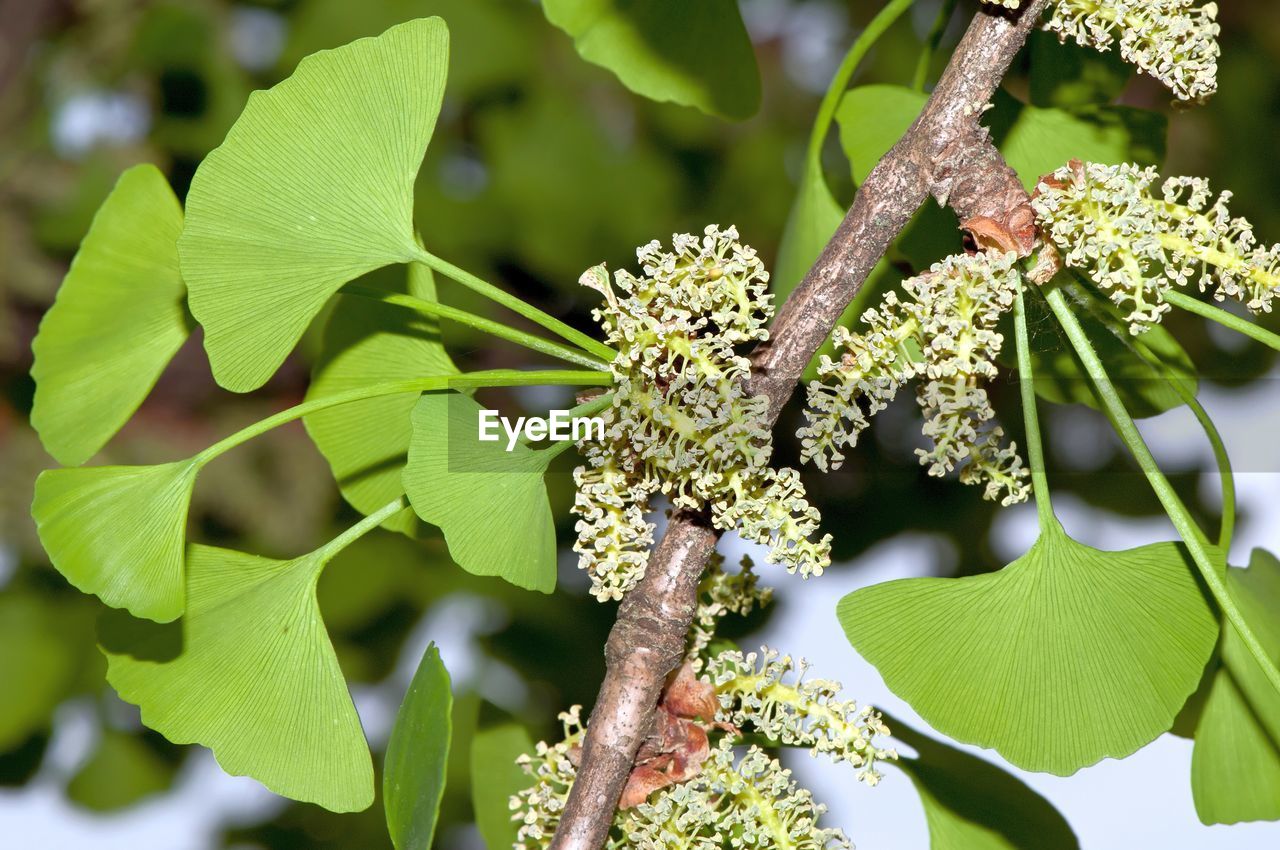 CLOSE-UP OF INSECT ON BRANCH