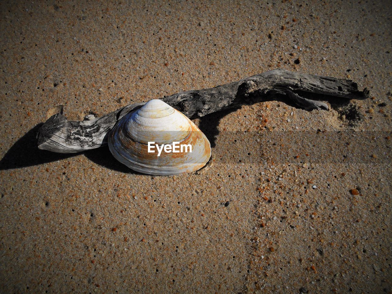 High angle view of driftwood and seashell at beach