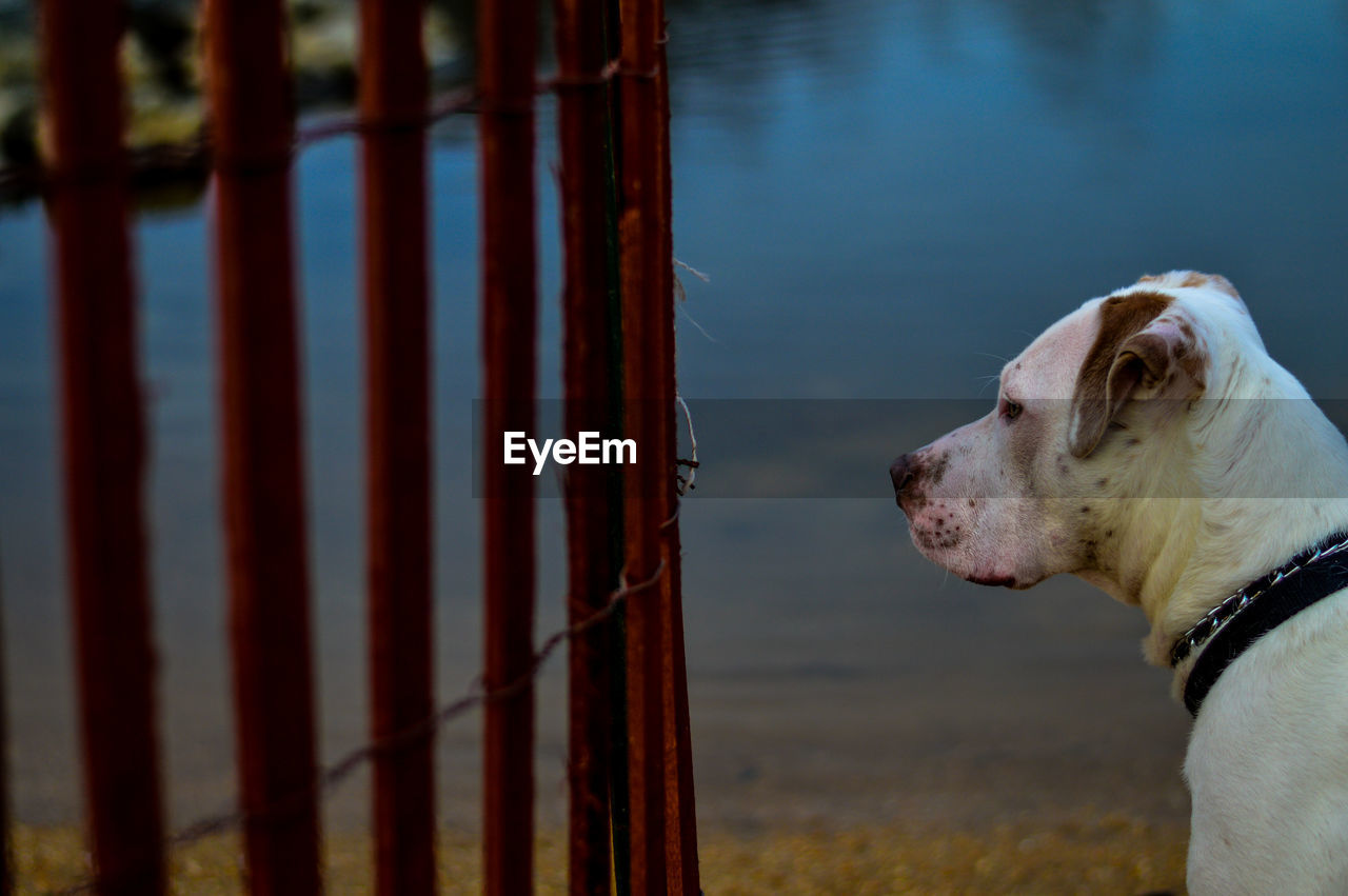 Close-up of dog by lake against sky