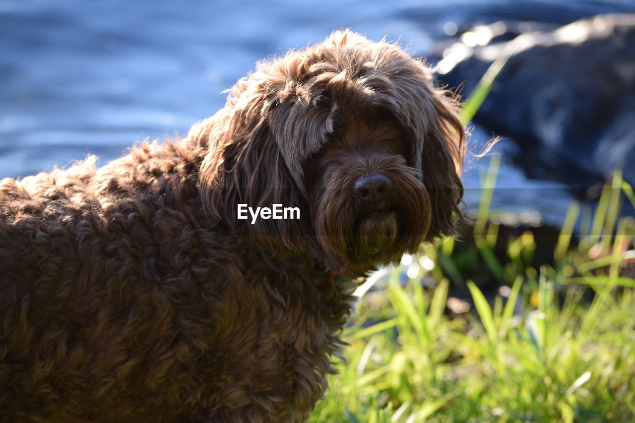 Portrait of labradoodle