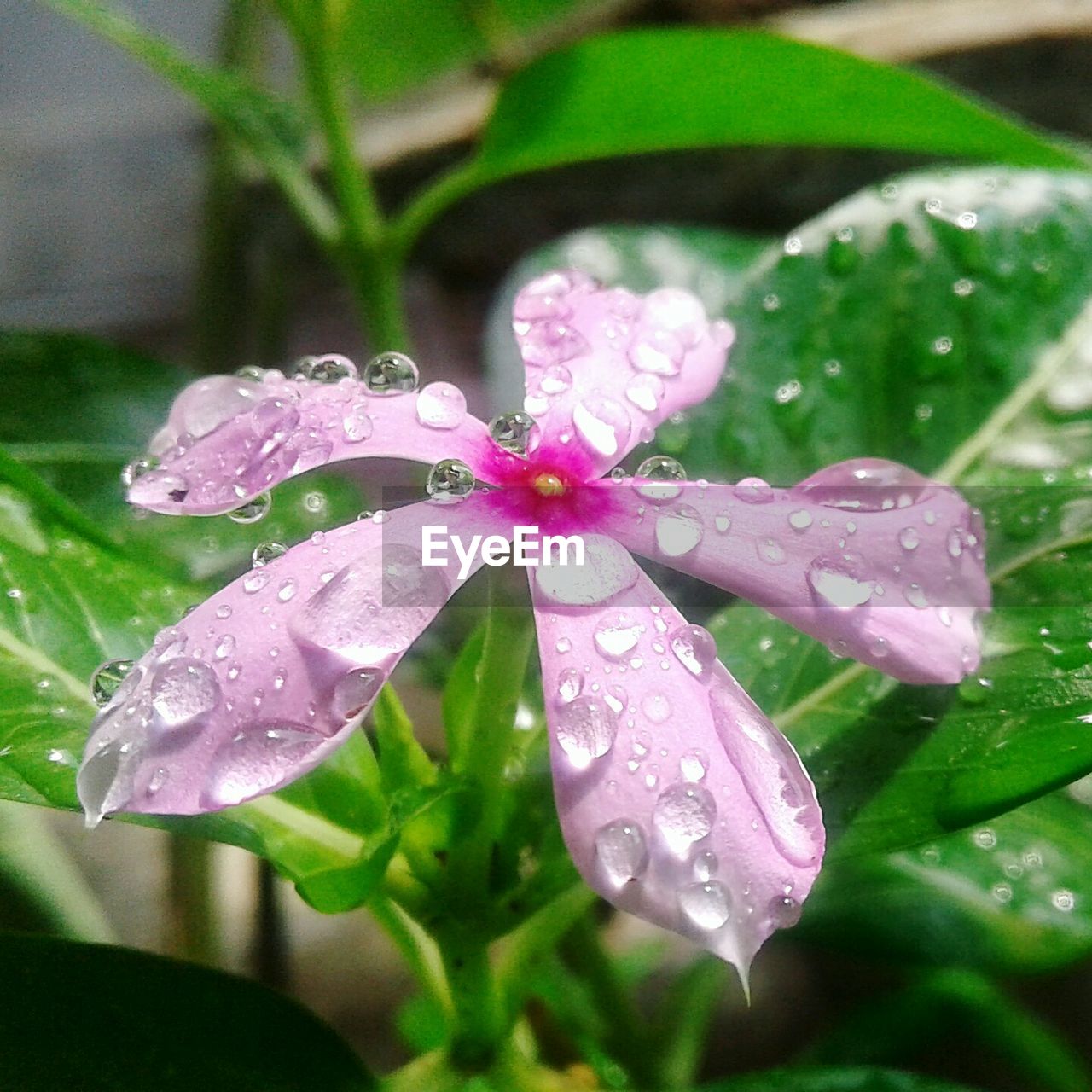 MACRO SHOT OF WATER DROPS ON FLOWER