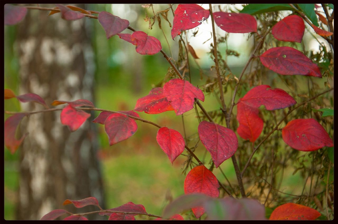 CLOSE-UP OF RED LEAVES ON PLANT