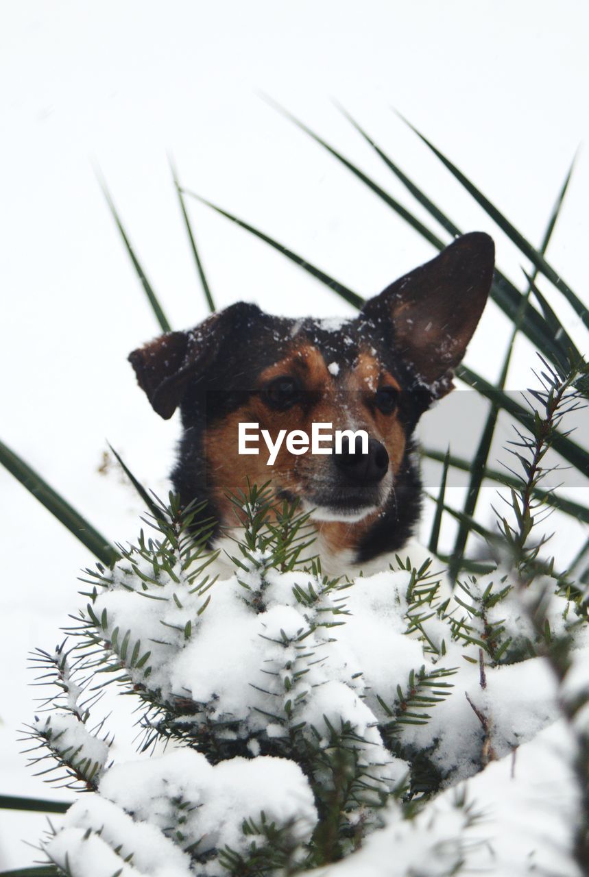 CLOSE-UP OF A DOG IN SNOW