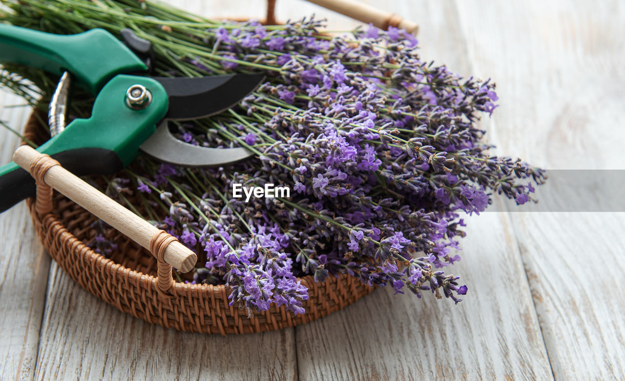 Seasonal pruning of lavender. a bunch of cut lavender and pruning shear. gardening concept