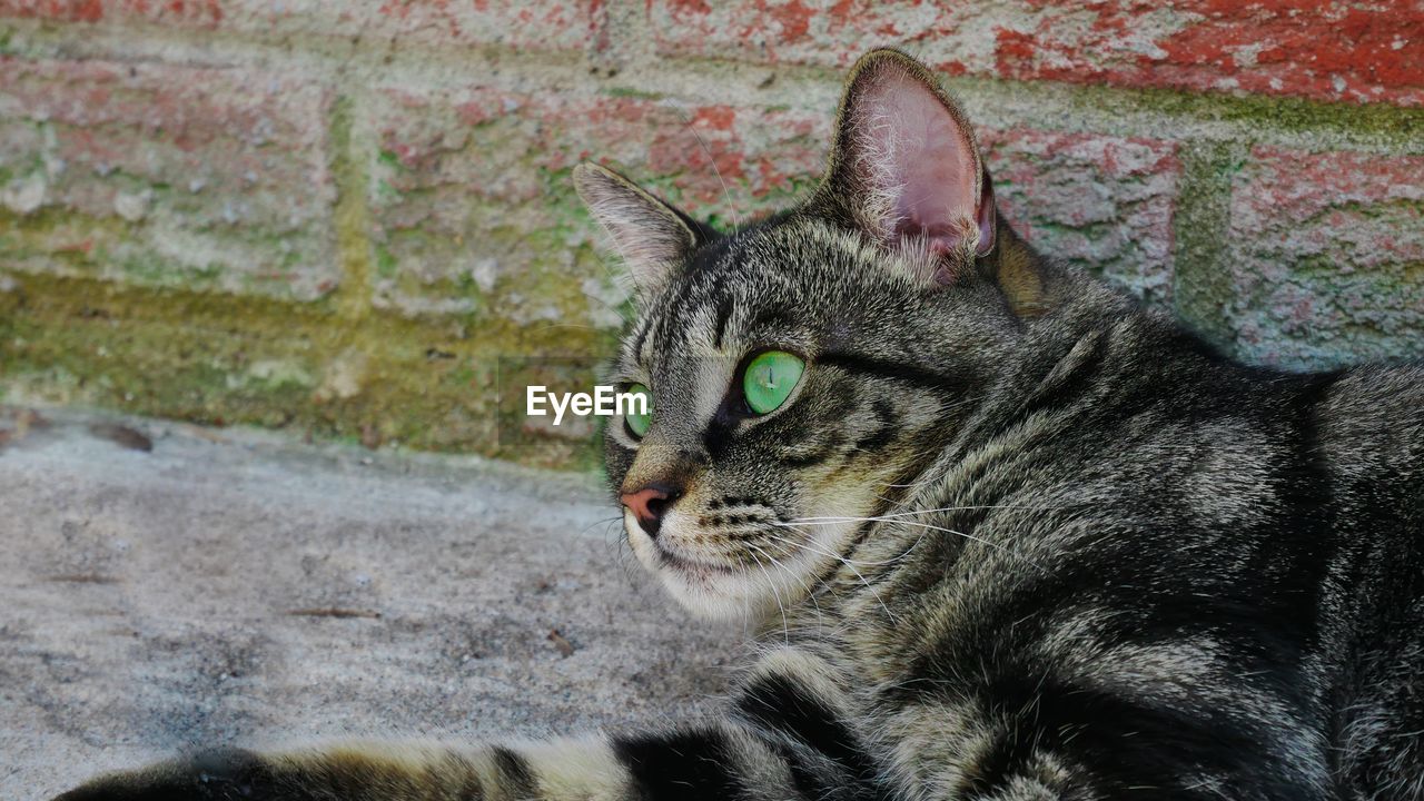 CLOSE-UP OF A CAT LOOKING AWAY OUTDOORS