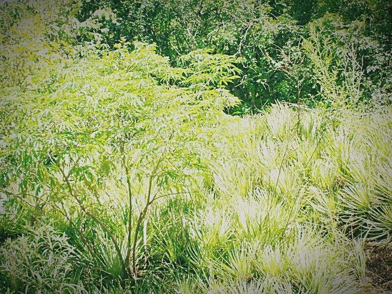 PLANTS GROWING ON LANDSCAPE