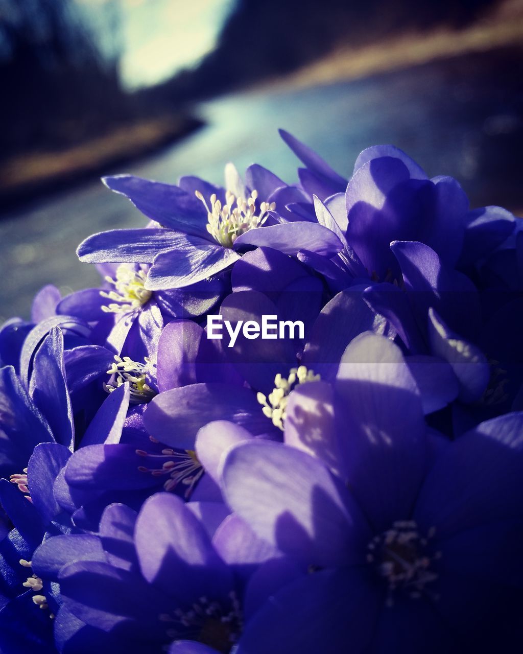 Close-up of purple flowers blooming outdoors