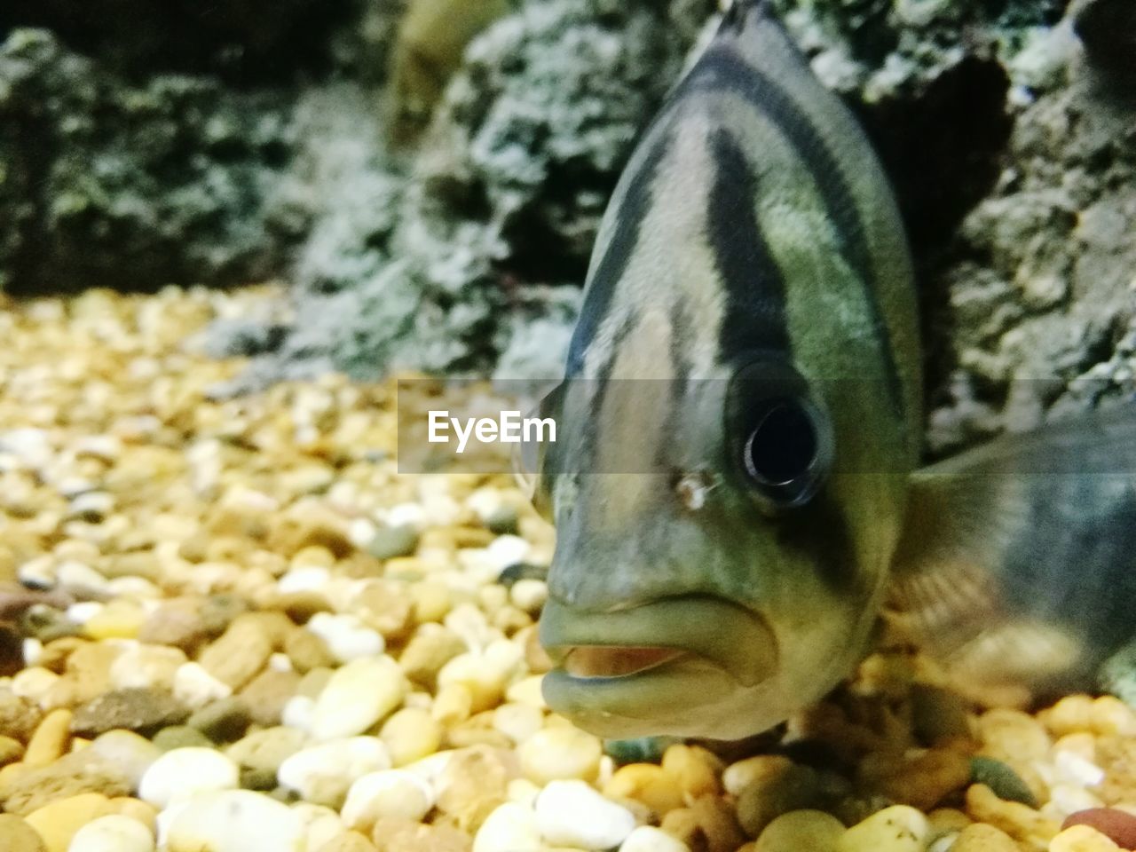 CLOSE-UP OF FISH SWIMMING IN AQUARIUM AT TANK