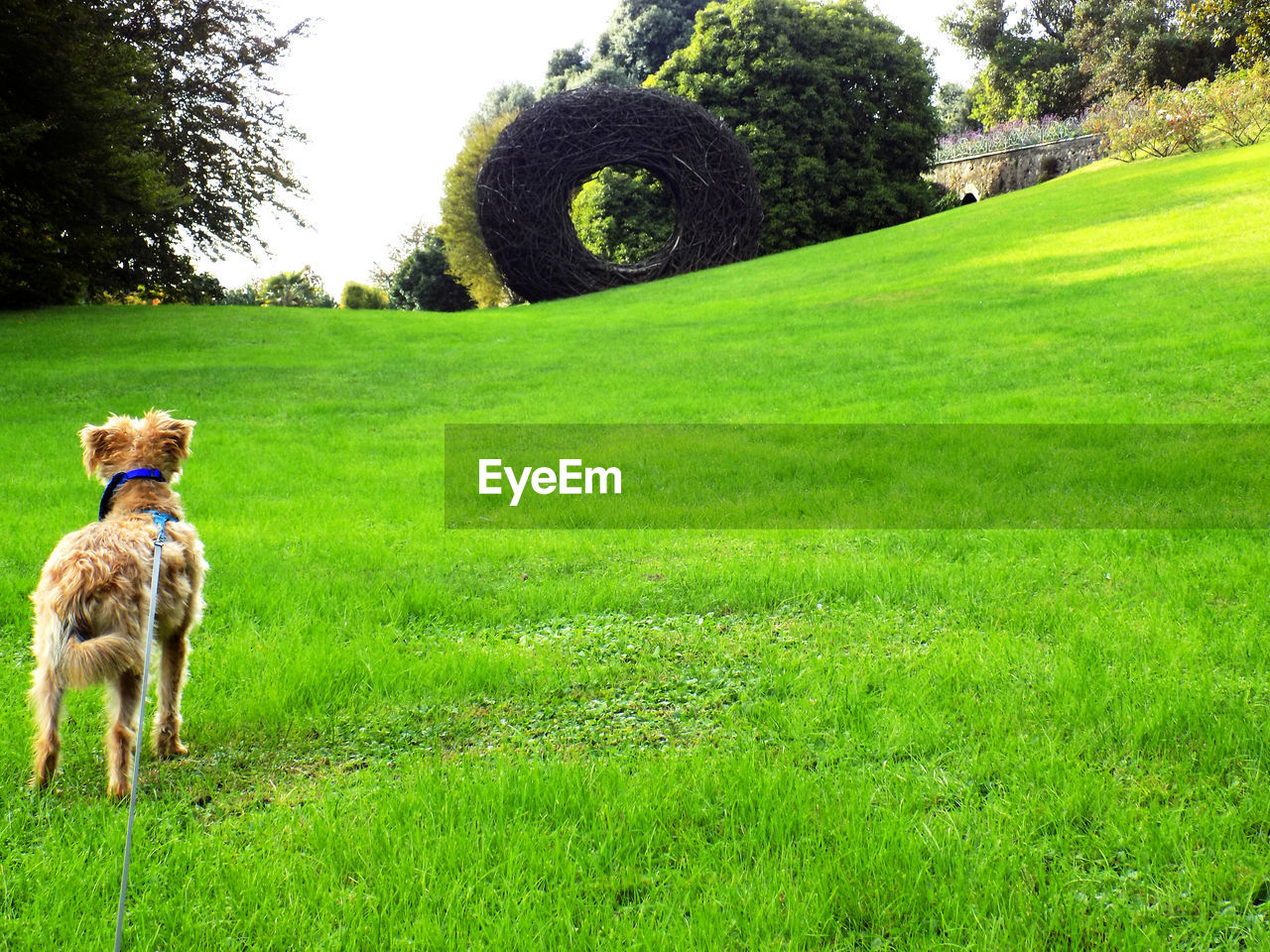 DOG ON GRASSLAND