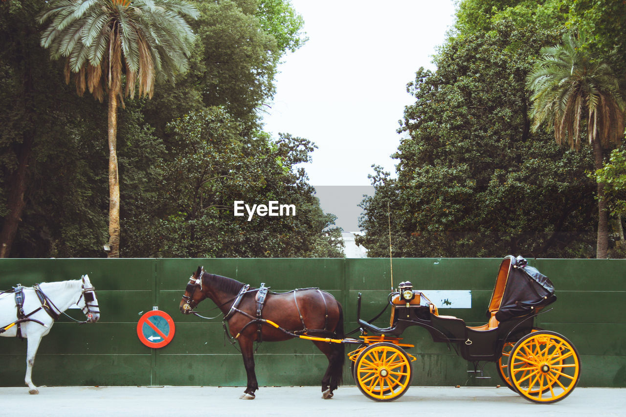 Horses with carriage parked on the street waiting for tourists