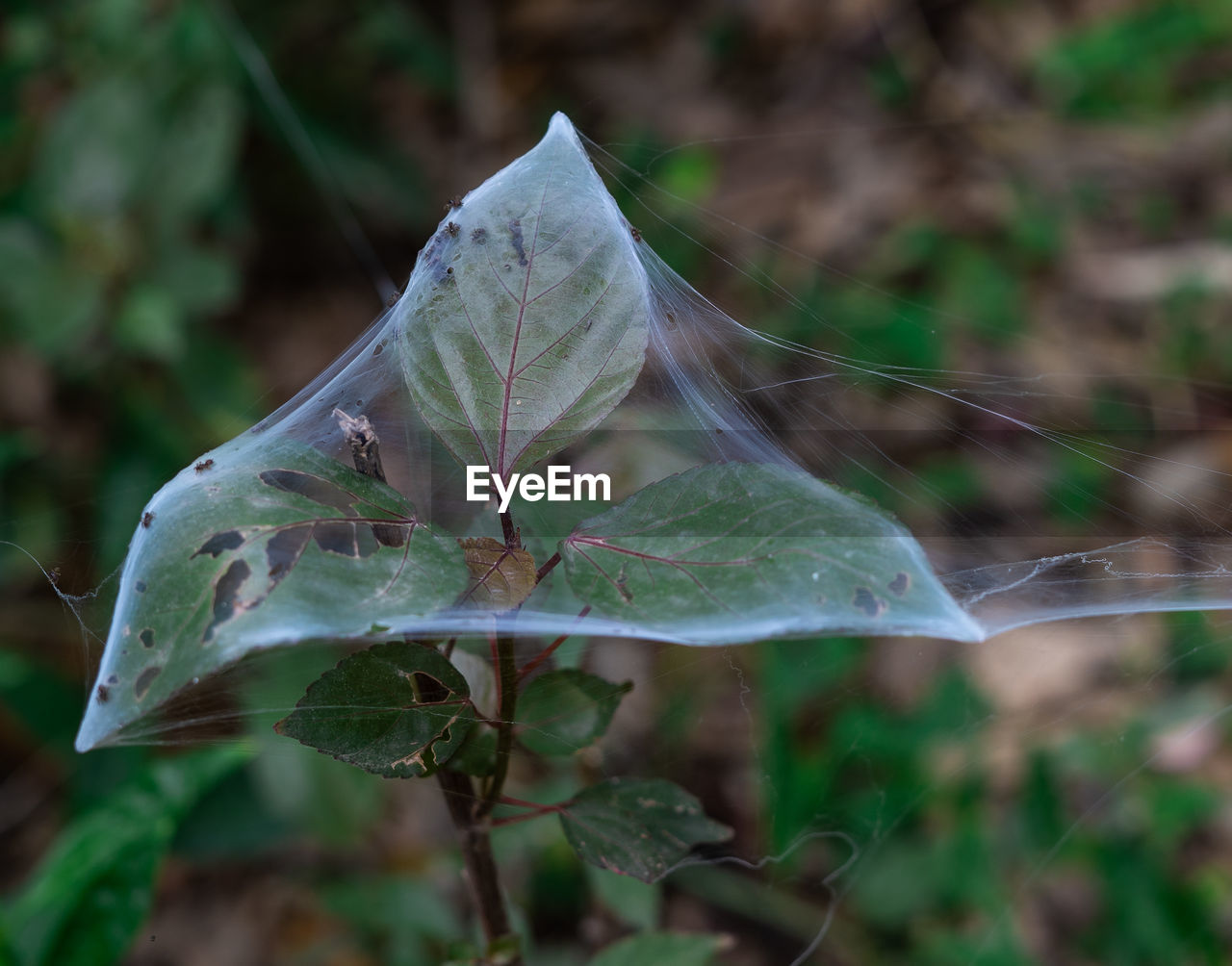 CLOSE-UP OF WATER DROPS ON LEAVES